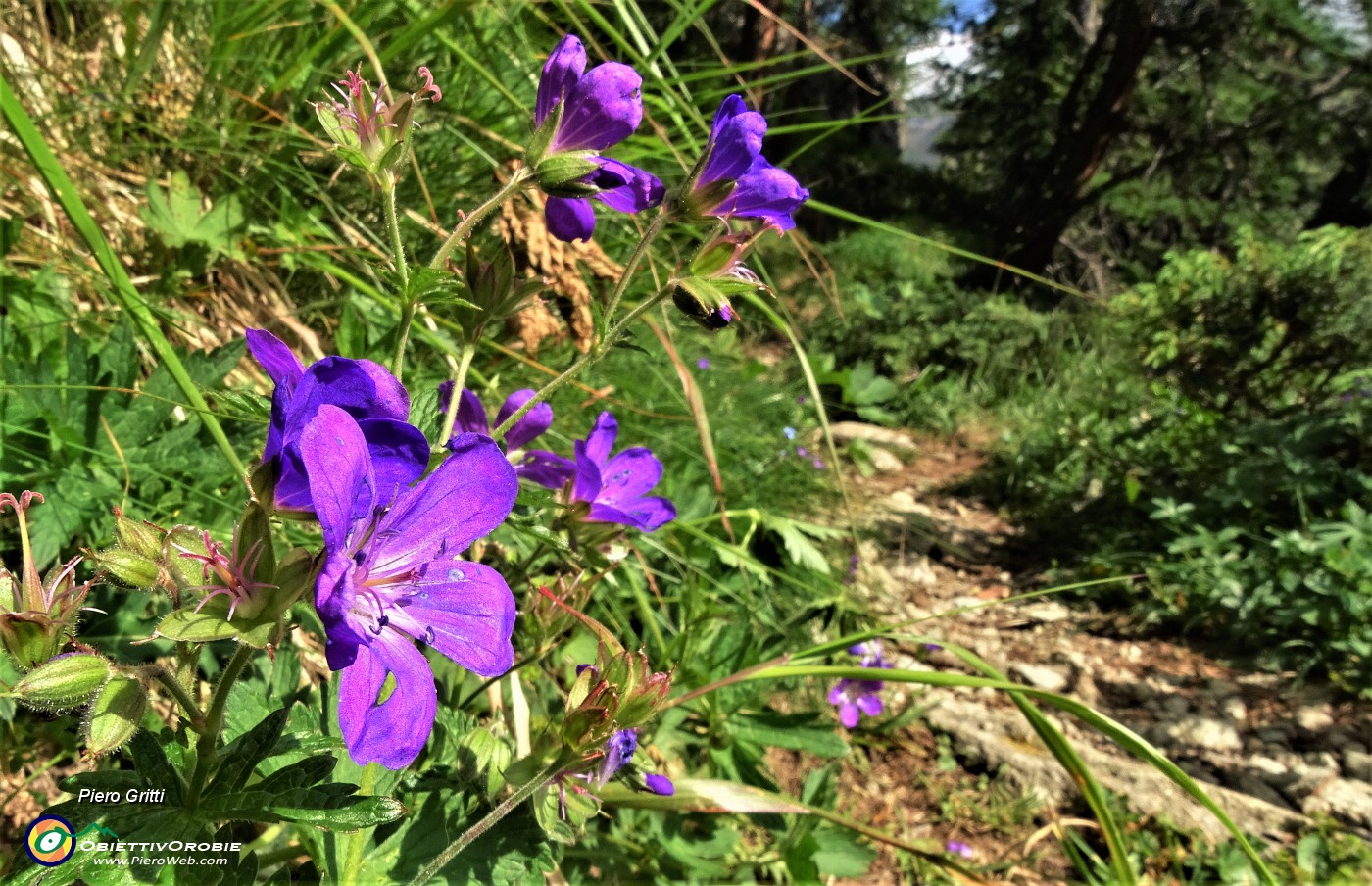 09 In decisa e ripida salita nel bosco 'fiorito'.JPG -                                